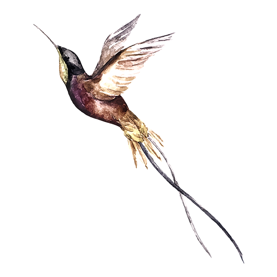 Stellula Hummingbird